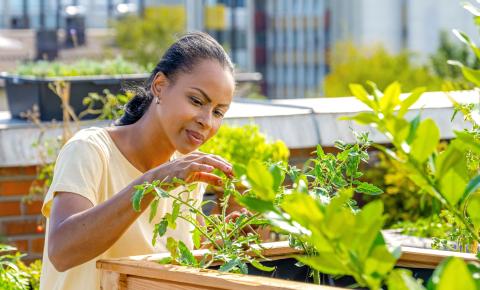 Person tending their freshly planted tomatoes, at their condominium, to create an edible container planter using skills from the gardening program.
