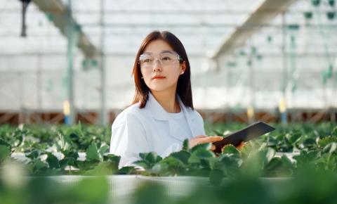 A agriculture technologist professional inspects a controlled environment greenhouse.