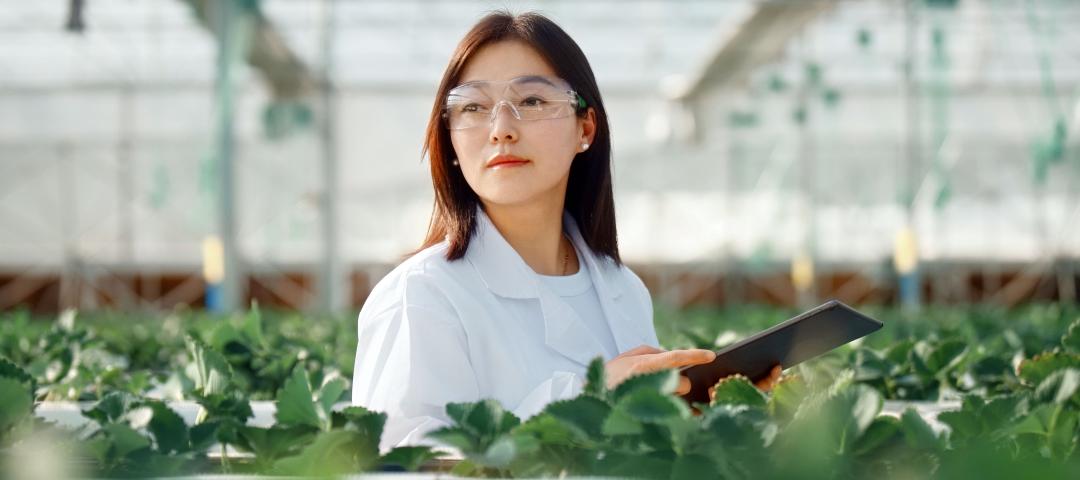A agriculture technologist professional inspects a controlled environment greenhouse.
